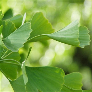 Deciduous foliage of Princeton Sentry Ginkgo (Ginkgo biloba 'Princeton Sentry') in a garden setting.