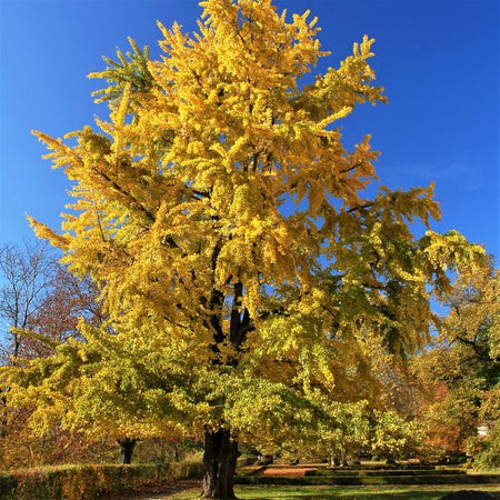 Ginkgo Trees for Sale | Hardy Ancient Shade Trees