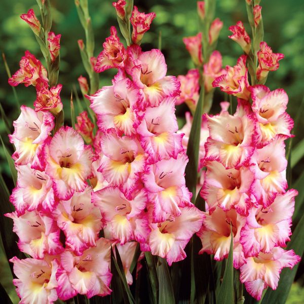 Priscilla Gladiolus