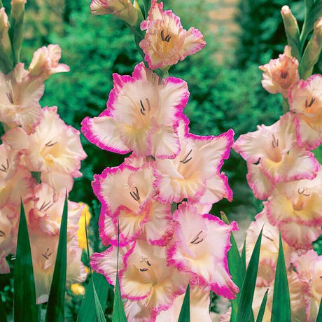 Priscilla Gladiolus - Nature Hills Nursery - 12 Pack Bulbs - 