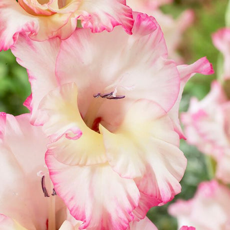 Priscilla Gladiolus - Nature Hills Nursery - 12 Pack Bulbs - 