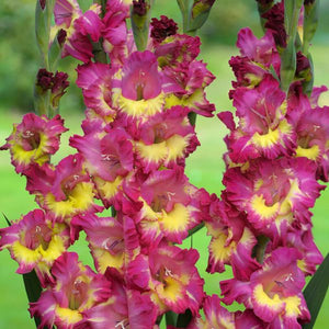 Priscilla Gladiolus Blend - Nature Hills Nursery - 25 Pack Bulbs - 