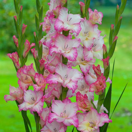 Priscilla Gladiolus Blend - Nature Hills Nursery - 25 Pack Bulbs - 
