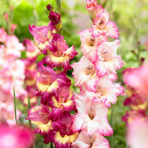Priscilla Gladiolus Blend - Nature Hills Nursery - 25 Pack Bulbs - 