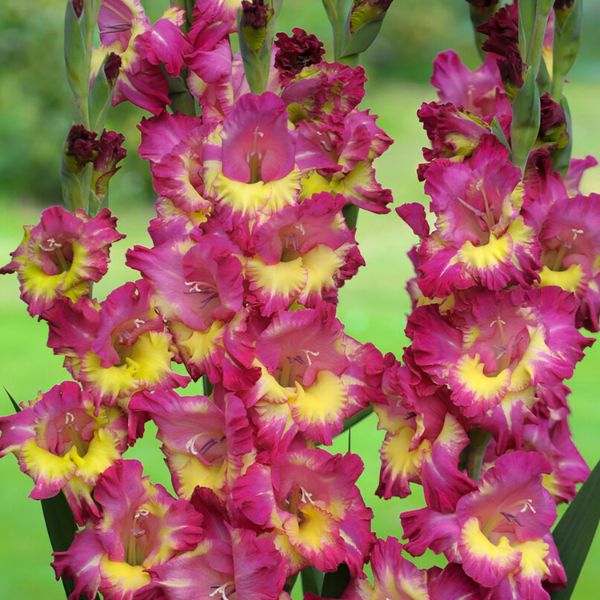Priscilla Gladiolus Blend - Perennial - Nature Hills Nursery - 