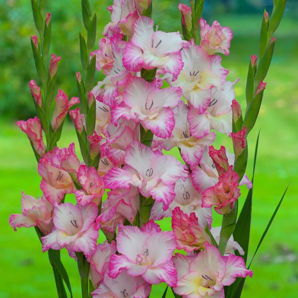 Priscilla Gladiolus Blend - Perennial - Nature Hills Nursery - 