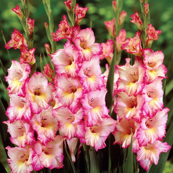 Priscilla Gladiolus - Perennial - Nature Hills Nursery - 
