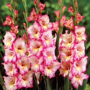 Priscilla Gladiolus - Perennial - Nature Hills Nursery - 