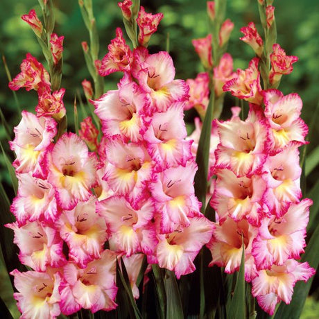 Priscilla Gladiolus - Perennial - Nature Hills Nursery - 