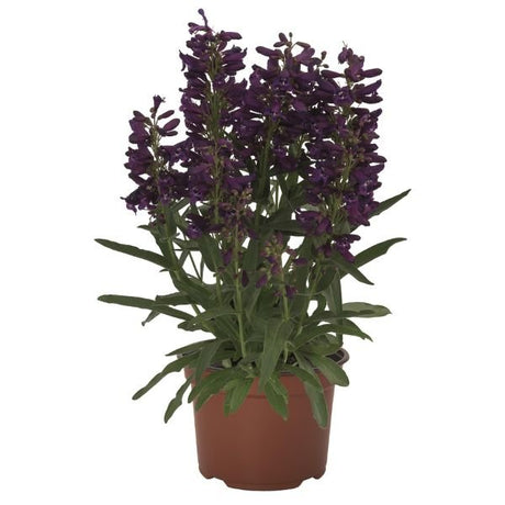 Pristine Lilac Purple Penstemon - Perennial - Nature Hills Nursery - 1 Container - 