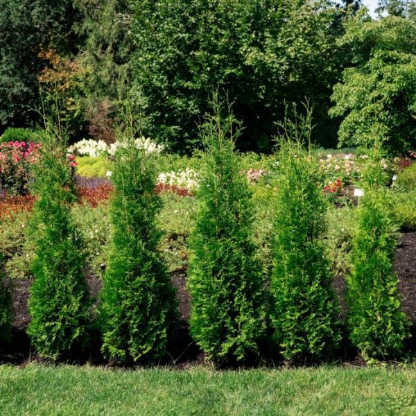 Bloomin' Easy™ Private Jet® Arborvitae Row