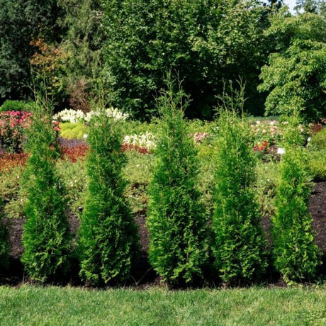 Bloomin' Easy™ Private Jet® Arborvitae Row
