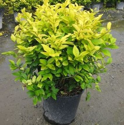 Golden Vicary Privet | Buy at NatureHills.com