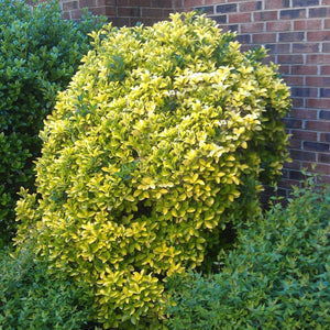 Golden Vicary Privet (Ligustrum x vicaryi), a shrub featuring white flowers and broad-leaved evergreen.