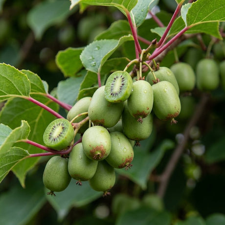Cluster of small smooth-skinned hardy kiwi fruits on Actinidia arguta Prolific vine, with a halved fruit showing green flesh.