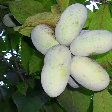 Prolific Pawpaw Tree - Nature Hills Nursery - #1 Container - 