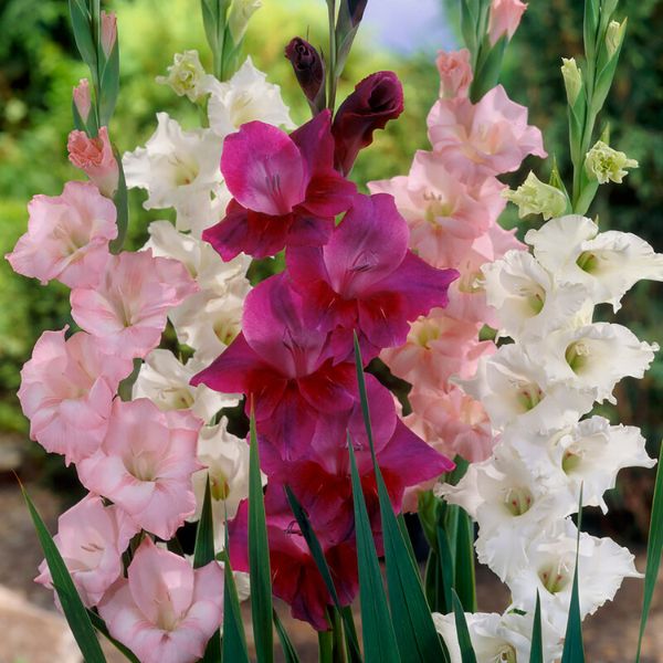 Prosperity Gladiolus Blend