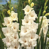 Prosperity Gladiolus Blend