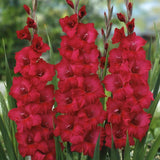 Prosperity Gladiolus Blend