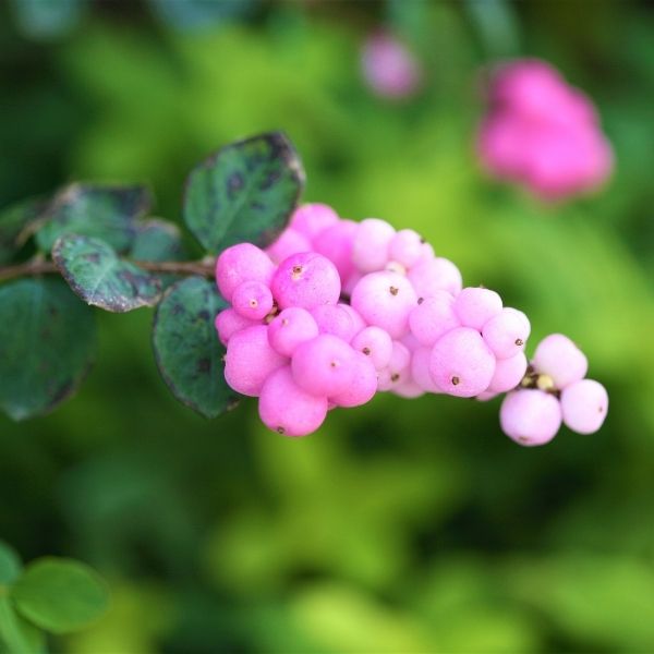 Proud Berry® Coralberry | Buy at NatureHills.com