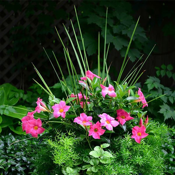 Proven Accents&reg; Spikes Dracaena