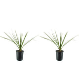 Proven Accents&reg; Spikes Dracaena