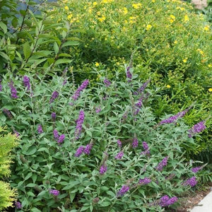 Miss Violet Butterfly Bush