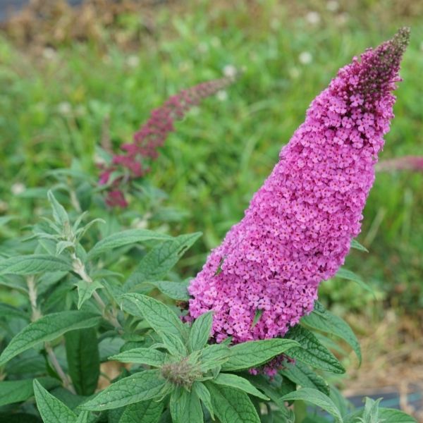 Proven Winner&reg; ColorChoice&reg; Pugster Pinker&reg; Butterfly Bush - Nature Hills Nursery - #3 Container - 