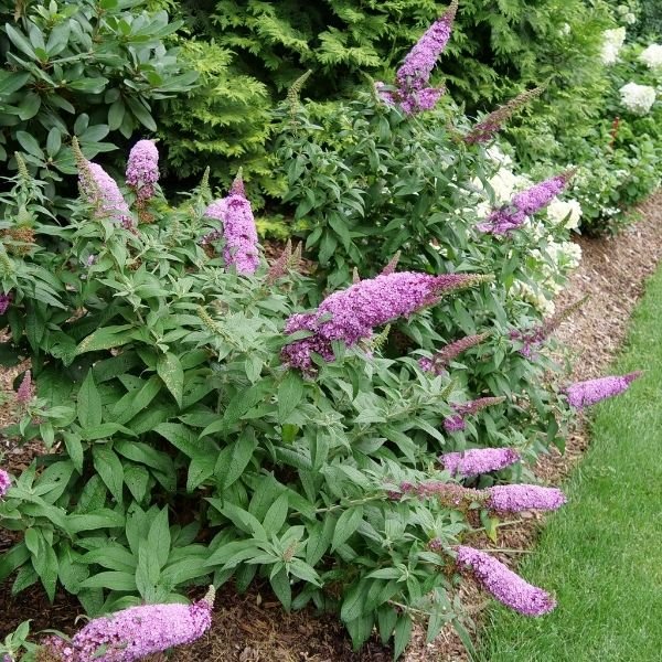 Proven Winner&reg; ColorChoice&reg; Pugster Pinker&reg; Butterfly Bush - Nature Hills Nursery - #3 Container - 