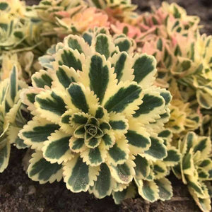 Proven Winners® ATLANTIS™ Sedum - Nature Hills Nursery - Quart Container - 
