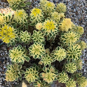 Proven Winners® ATLANTIS™ Sedum - Nature Hills Nursery - Quart Container - 