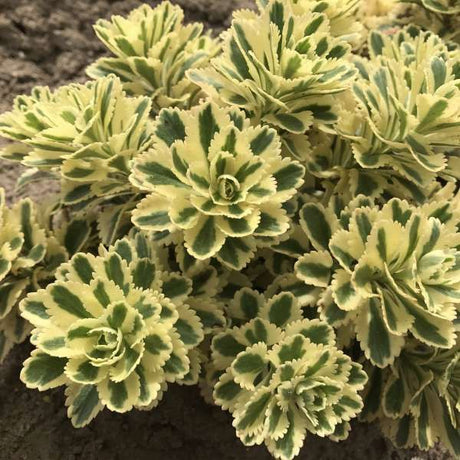 Proven Winners® ATLANTIS™ Sedum - Nature Hills Nursery - Quart Container - 
