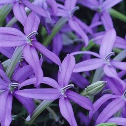 Beth's Blue Star Flower