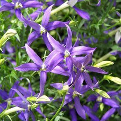 Beth's Blue Star Flower