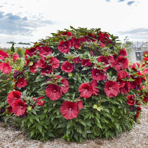 Proven Winners® Blackberry Merlot Rose Mallow - Perennial - Nature Hills Nursery - 2 Container - 