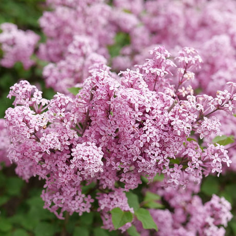 Proven Winners® Bloomerang Purpink® Reblooming Lilac - Bush - Nature Hills Nursery - 3 Container - 