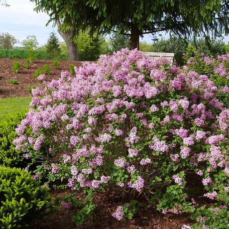 Proven Winners® Bloomerang Purpink® Reblooming Lilac - Bush - Nature Hills Nursery - 3 Container - 