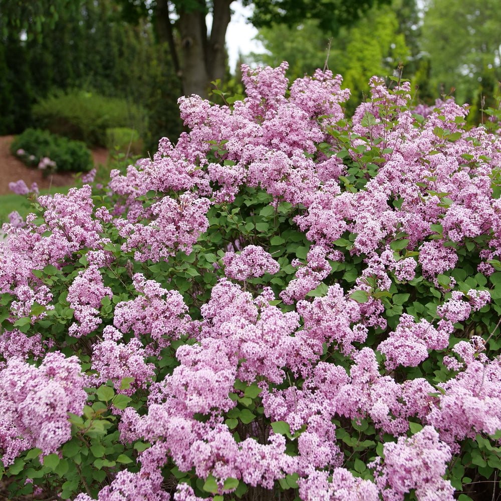 Proven Winners® Bloomerang Purpink® Reblooming Lilac - Bush - Nature Hills Nursery - 3 Container - 
