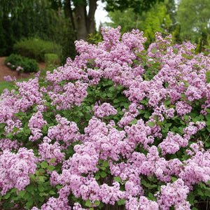 Proven Winners® Bloomerang Purpink® Reblooming Lilac - Bush - Nature Hills Nursery - 3 Container - 