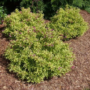 Proven Winners® Bubbly Wine® Weigela