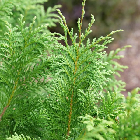 Proven Winners® Cedar Rapids® False Cypress - Tree - Nature Hills Nursery - 3 Container - 