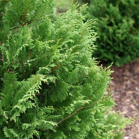 Proven Winners® Cedar Rapids® False Cypress - Tree - Nature Hills Nursery - 3 Container - 