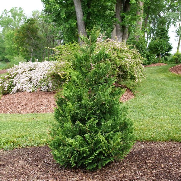 Proven Winners® Cedar Rapids® False Cypress - Tree - Nature Hills Nursery - 3 Container - 
