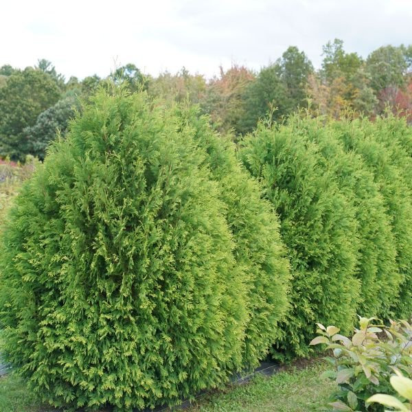 Proven Winners® Cheer Drops® Arborvitae - Nature Hills Nursery - #3 Container - 