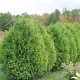 Proven Winners® Cheer Drops® Arborvitae - Nature Hills Nursery - #3 Container - 