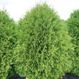 Proven Winners® Cheer Drops® Arborvitae - Nature Hills Nursery - #3 Container - 