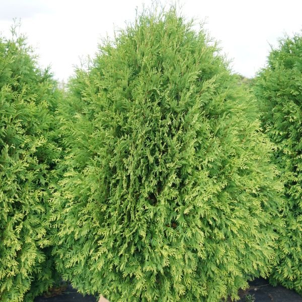 Proven Winners® Cheer Drops® Arborvitae - Nature Hills Nursery - #3 Container - 