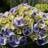 Cityline&reg; Mars Bigleaf Hydrangea