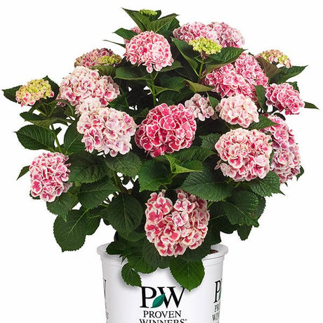 Cityline&reg; Mars Bigleaf Hydrangea