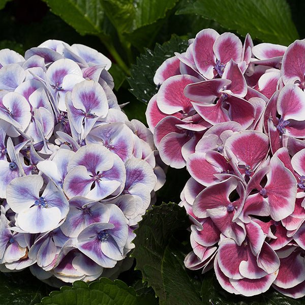 Cityline&reg; Mars Bigleaf Hydrangea